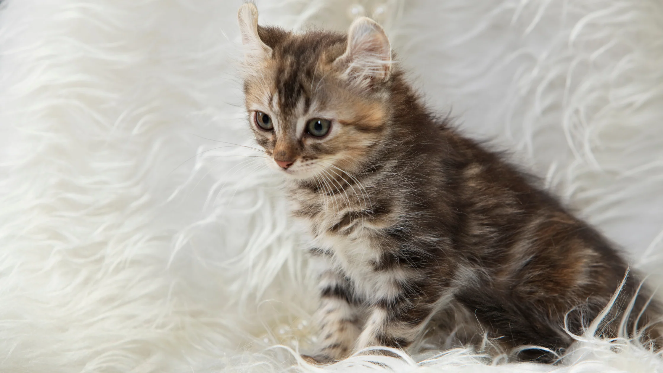 Hmong Bobtail