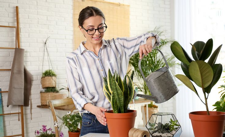 Plants